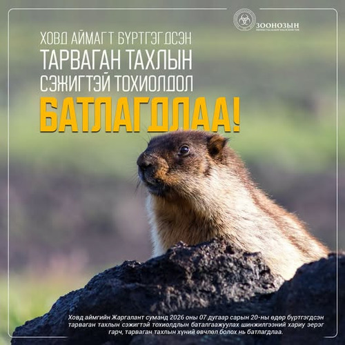 Ховд аймагт бүртгэгдсэн тарваган тахлын сэжигтэй тохиолдол батлагдлаа